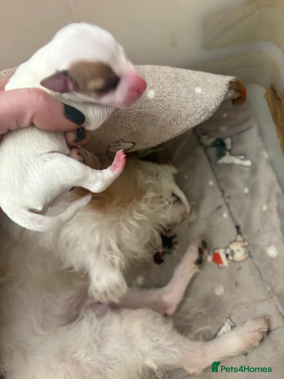 Jack Russell dogs for sale: Beautiful wire haired Jack Russell Puppies - Advert 2