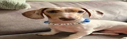 Miniature Dachshund dogs for sale: Dexter  - Advert 1