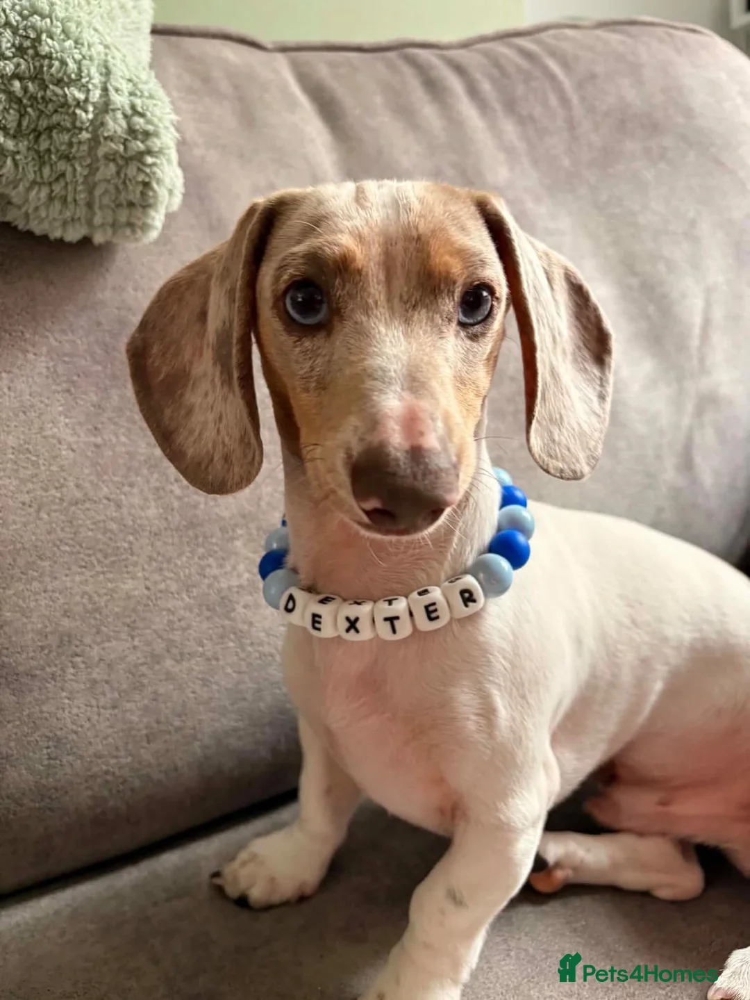 Miniature Dachshund dogs for sale: Dexter  - Advert 1