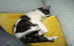 British Shorthair cats for sale: Olly needs his forever home-Help this lovely boy💙 - Image 4
