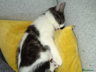 British Shorthair cats - Advert 21