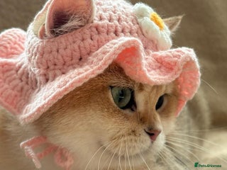 British Shorthair cats Charming British golden chinchillas - Advert 4