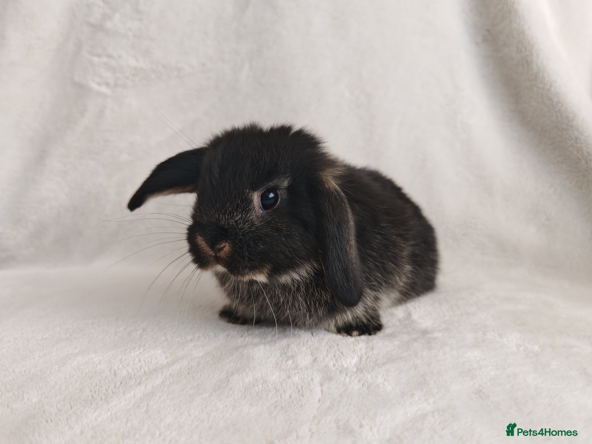 Mini Lop rabbits Beautiful Mini Lop Babies  - Advert 17