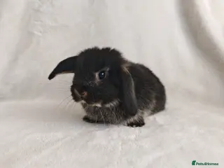 Mini Lop rabbits Beautiful Mini Lop Babies - Advert 8