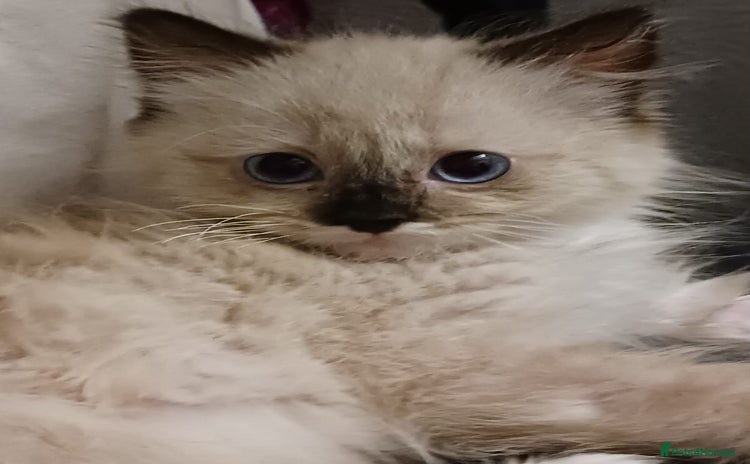Ragdoll cats - Advert 7