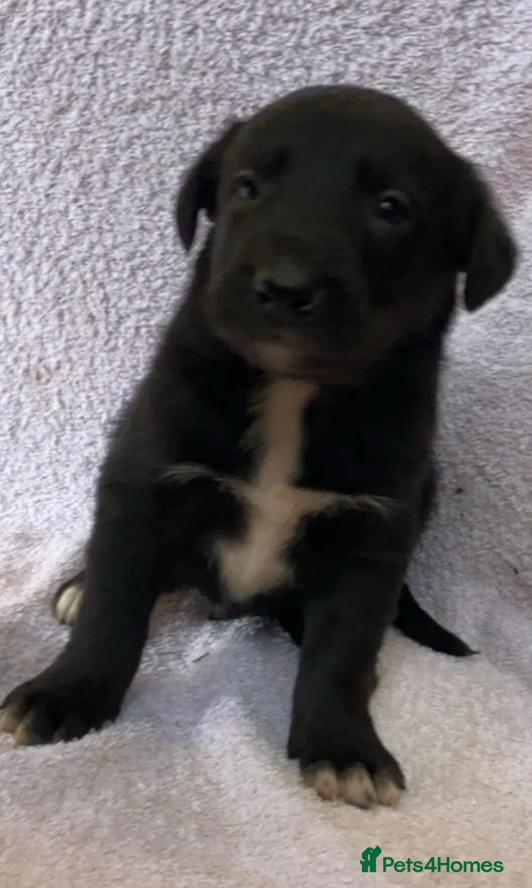 Mixed Breed dogs for sale: Huntaway - Advert 6