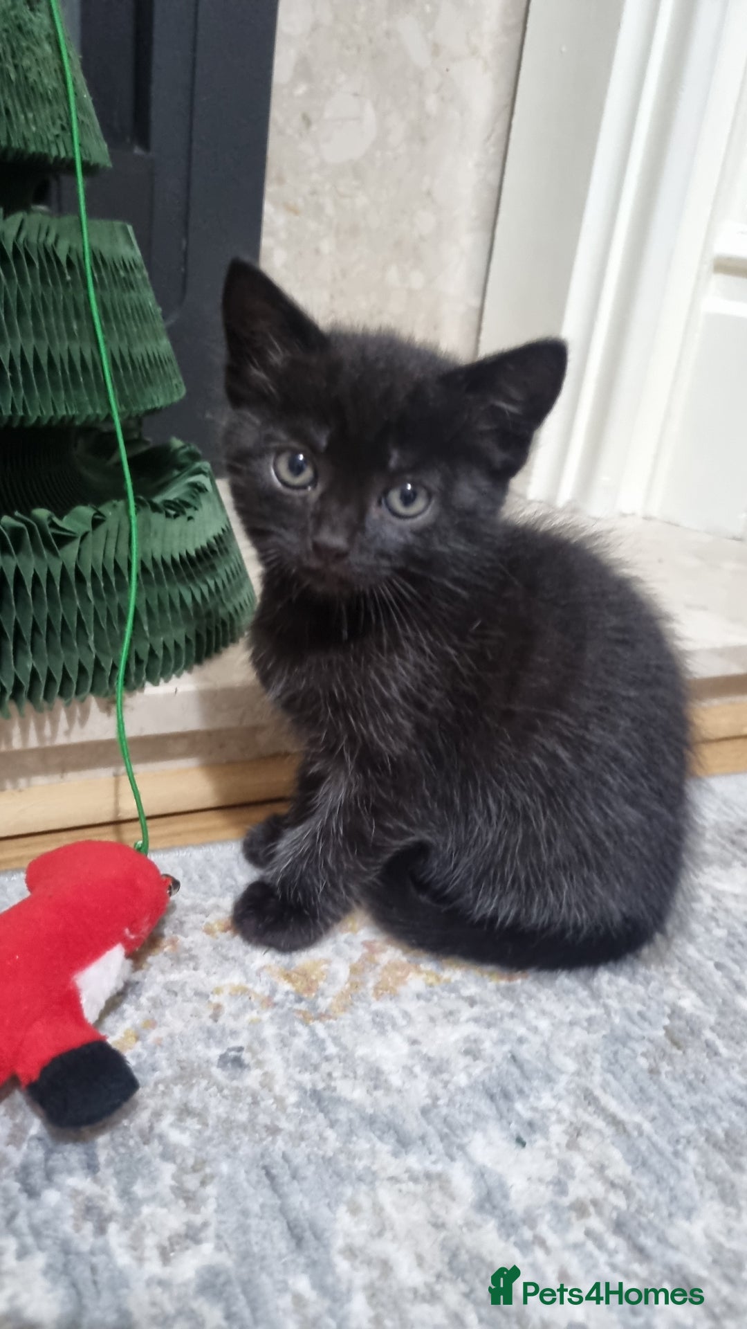 Domestic Shorthair cats for sale: Cute kittens  - Image 6