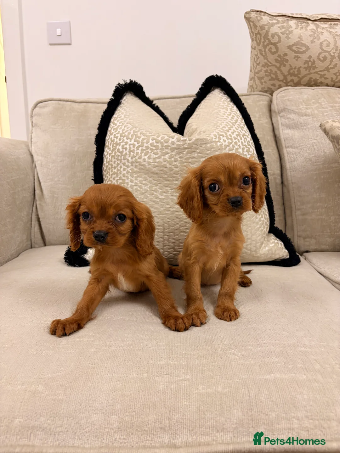 Cavalier King Charles Spaniel dogs for sale: Cavalier king Charles puppies  - Advert 5