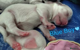 Morkie dogs for sale: Beautiful Morkie Puppies - Image 4
