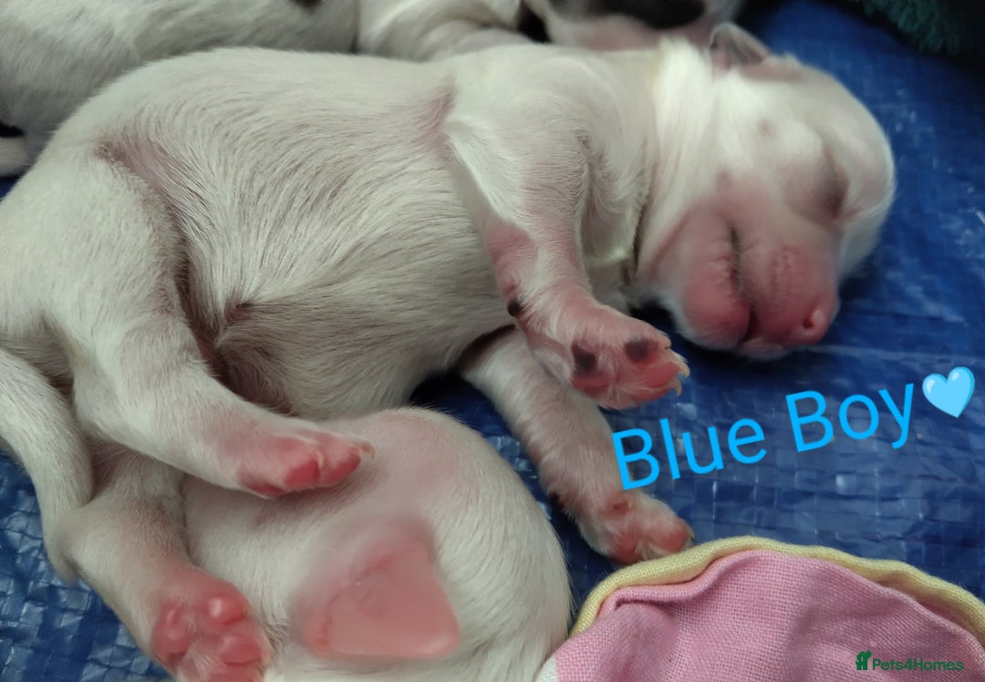 Morkie dogs for sale: Beautiful Morkie Puppies - Image 4