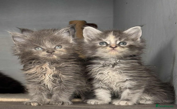 Maine Coon cats - Advert 1