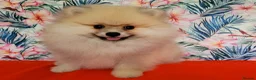 Pomeranian dogs for sale: Stunning KC Pomeranian Puppies for sale - Advert 1
