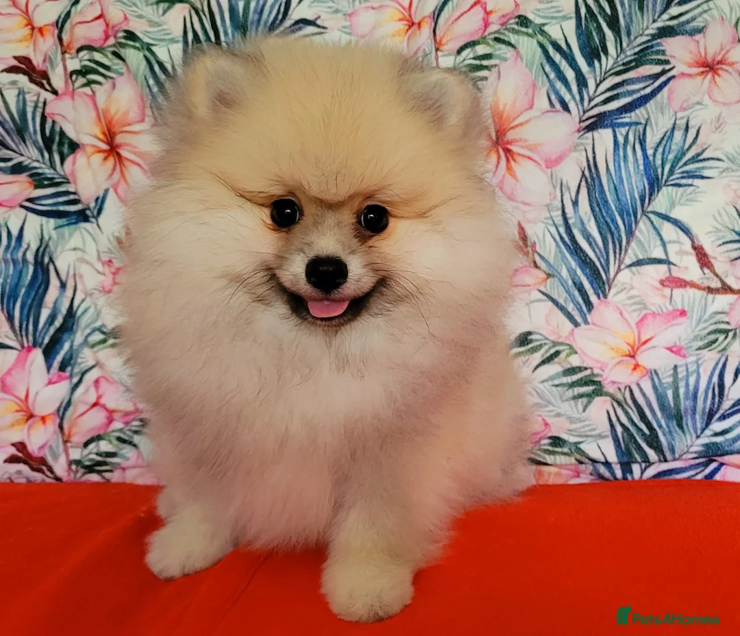 Pomeranian dogs for sale: Stunning KC Pomeranian Puppies for sale - Advert 1