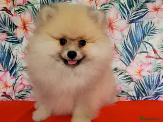 Pomeranian dogs Stunning KC Pomeranian Puppies for sale - Advert 6