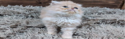 Persian cats for sale: Persian Kittens For Sale - Advert 23