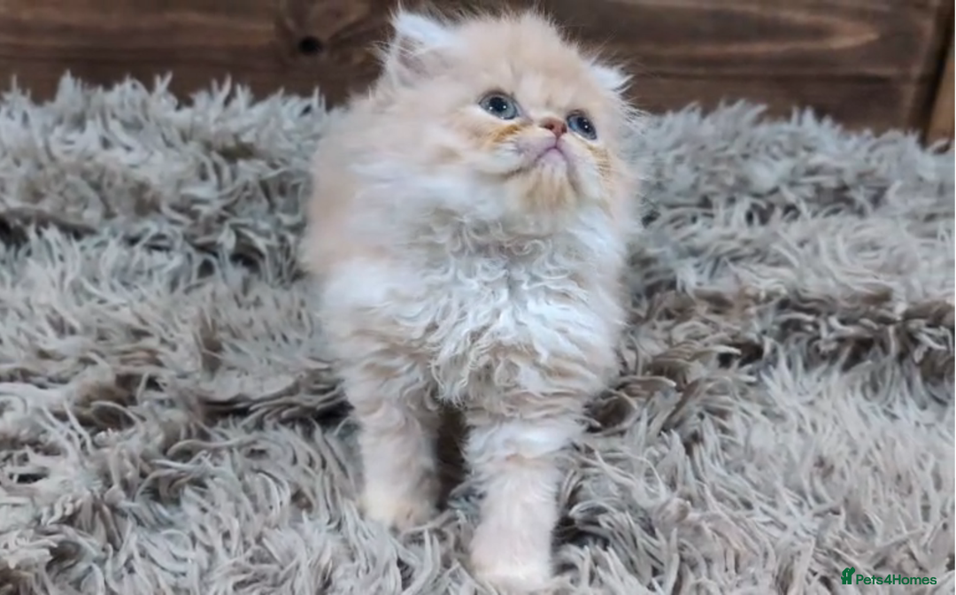 Persian cats for sale: Persian Kittens For Sale - Advert 23