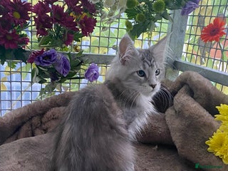 Maine Coon cats Registered GCCF Maine Coons - Advert 1