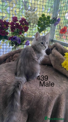 Maine Coon cats - Advert 8