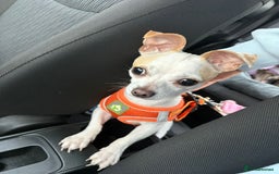 Mixed Breed dogs for sale: Smashing little Chi cross boy - Image 3