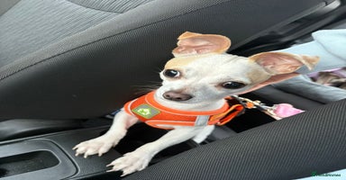 Mixed Breed dogs - Advert 15