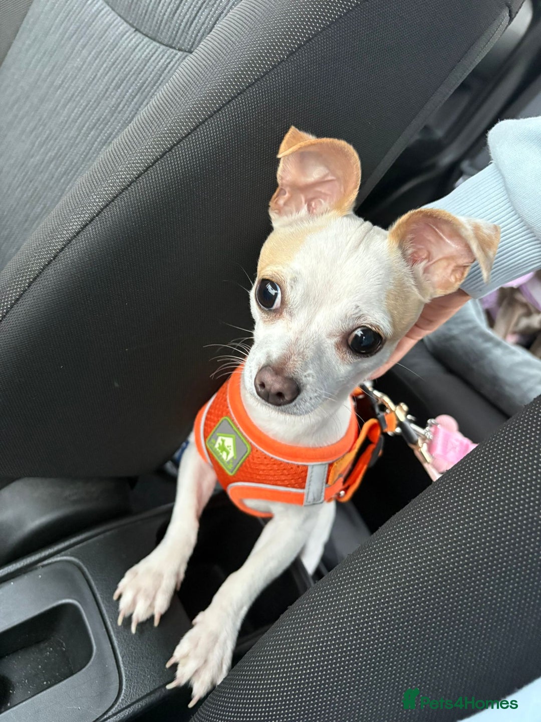 Mixed Breed dogs for sale: Smashing little Chi cross boy - Image 3