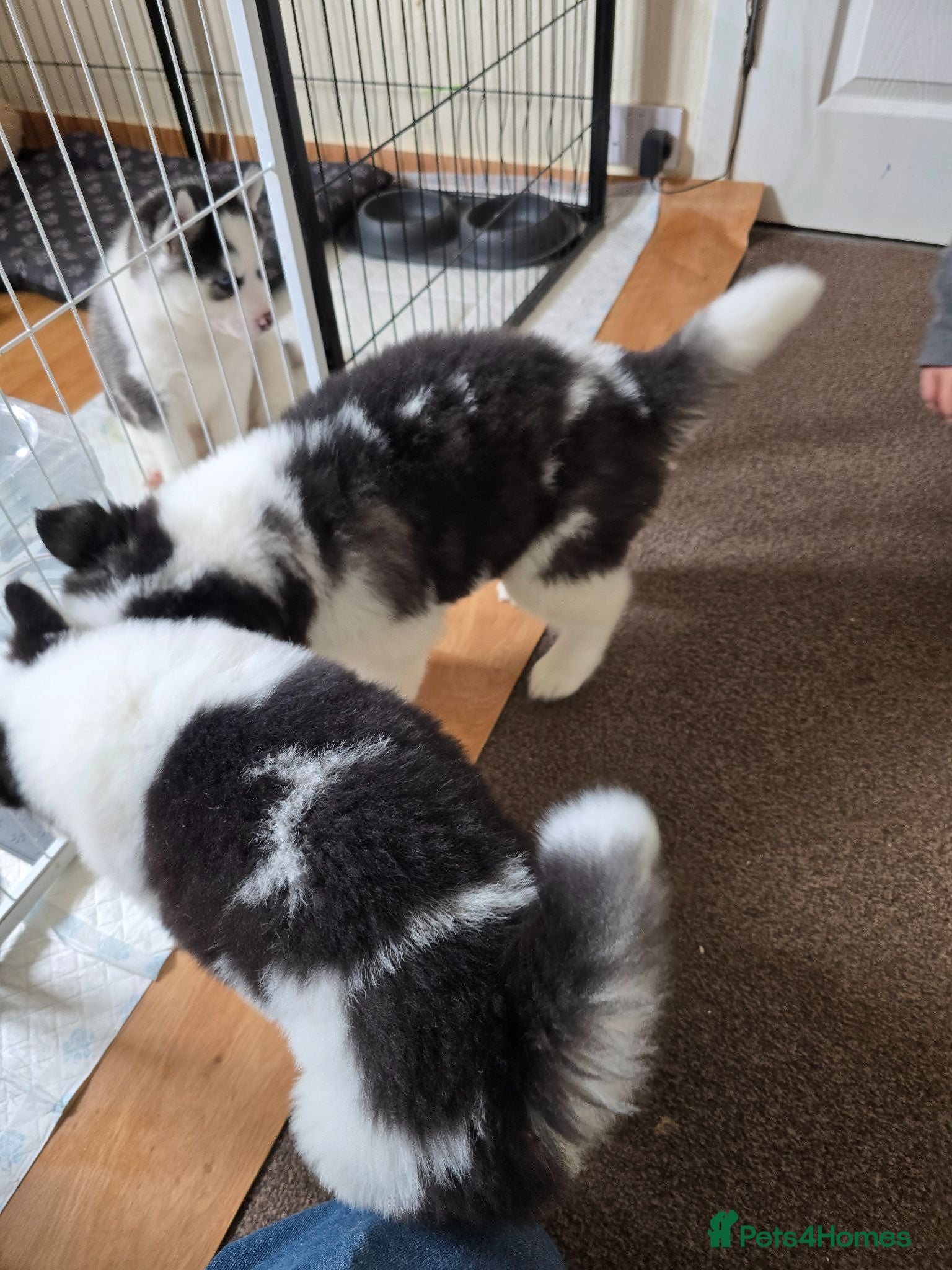 Siberian Husky dogs ARYA AND AURORA SIB HUSKY PUPS AVAILABLE. 6/8/26 - Advert 3