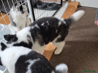 Siberian Husky dogs ARYA AND AURORA SIB HUSKY PUPS AVAILABLE. 6/8/26 - Advert 3