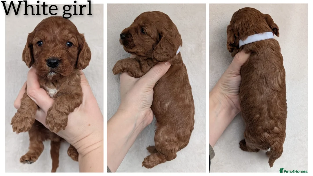 Cockapoo dogs for sale: Adorable F1 Cockapoo puppies - Advert 8