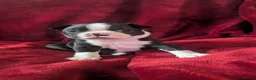 Boston Terrier dogs for sale: Boston Terriers for sale  - Advert 5