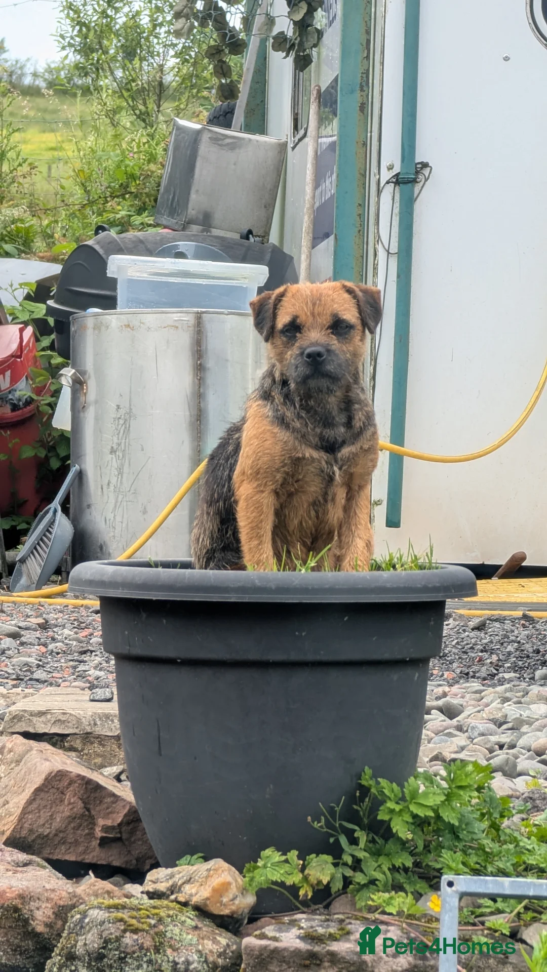 Border Terrier dogs for stud: Foxbrock Little Blue Monday (Brad) - Advert 8