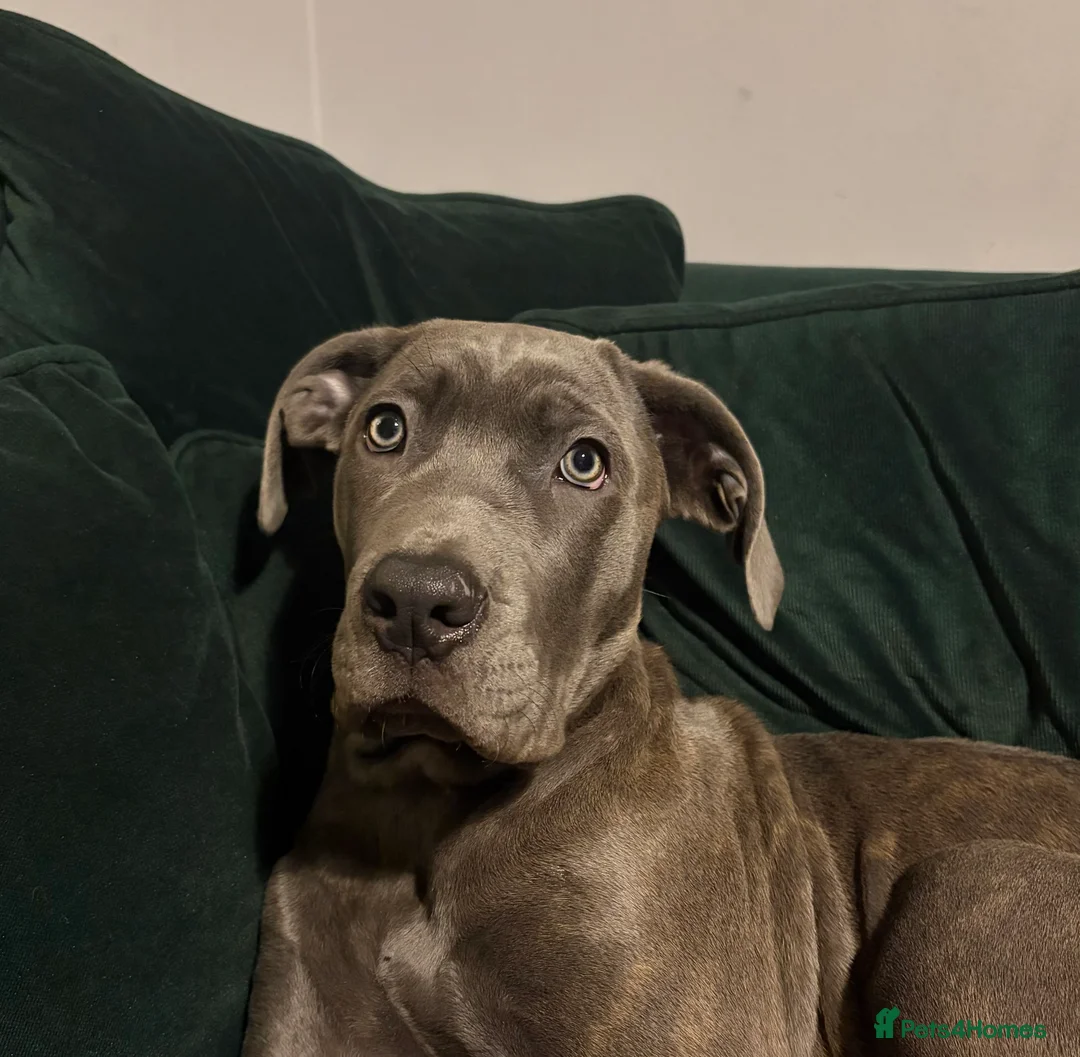 Cane Corso dogs for sale:  5-Month Cane Corso Puppy Looking for Forever Home - Advert 7