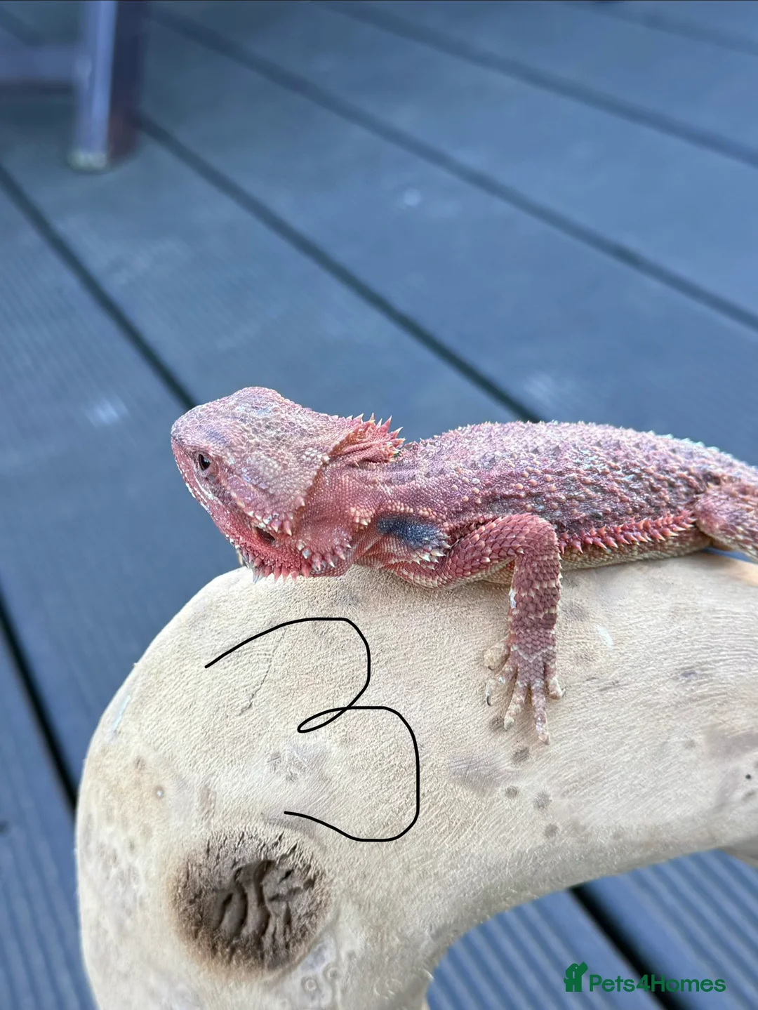 Bearded Dragon reptiles for sale: Red Monster  - Advert 2