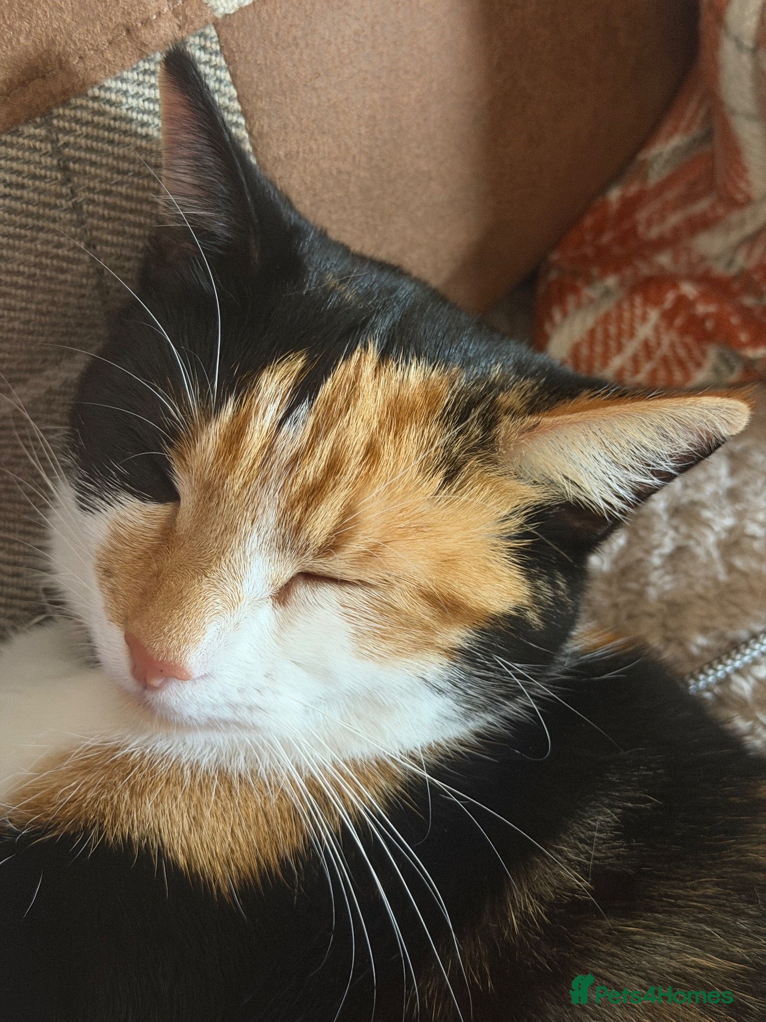Mixed Breed cats Calico female 1 year Old - Advert 5