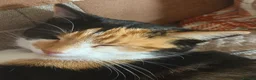 Mixed Breed cats for sale: Calico female 1 year Old in Stanley - Advert 1