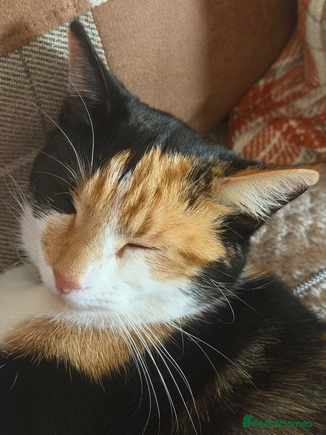 Mixed Breed cats for sale: Calico female 1 year Old in Stanley - Advert 1