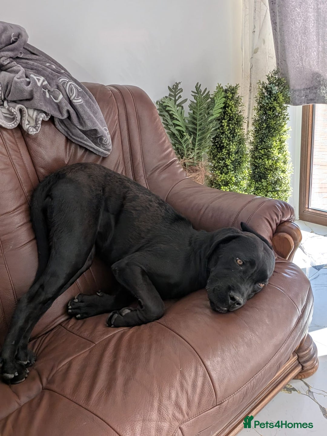 Boxer dogs for sale: 1 YEAR OLD CALM FEMALE BOXER  - Image 2
