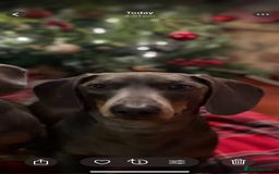 Dachshund dogs for sale: Sonic and Knuckles  - Image 4