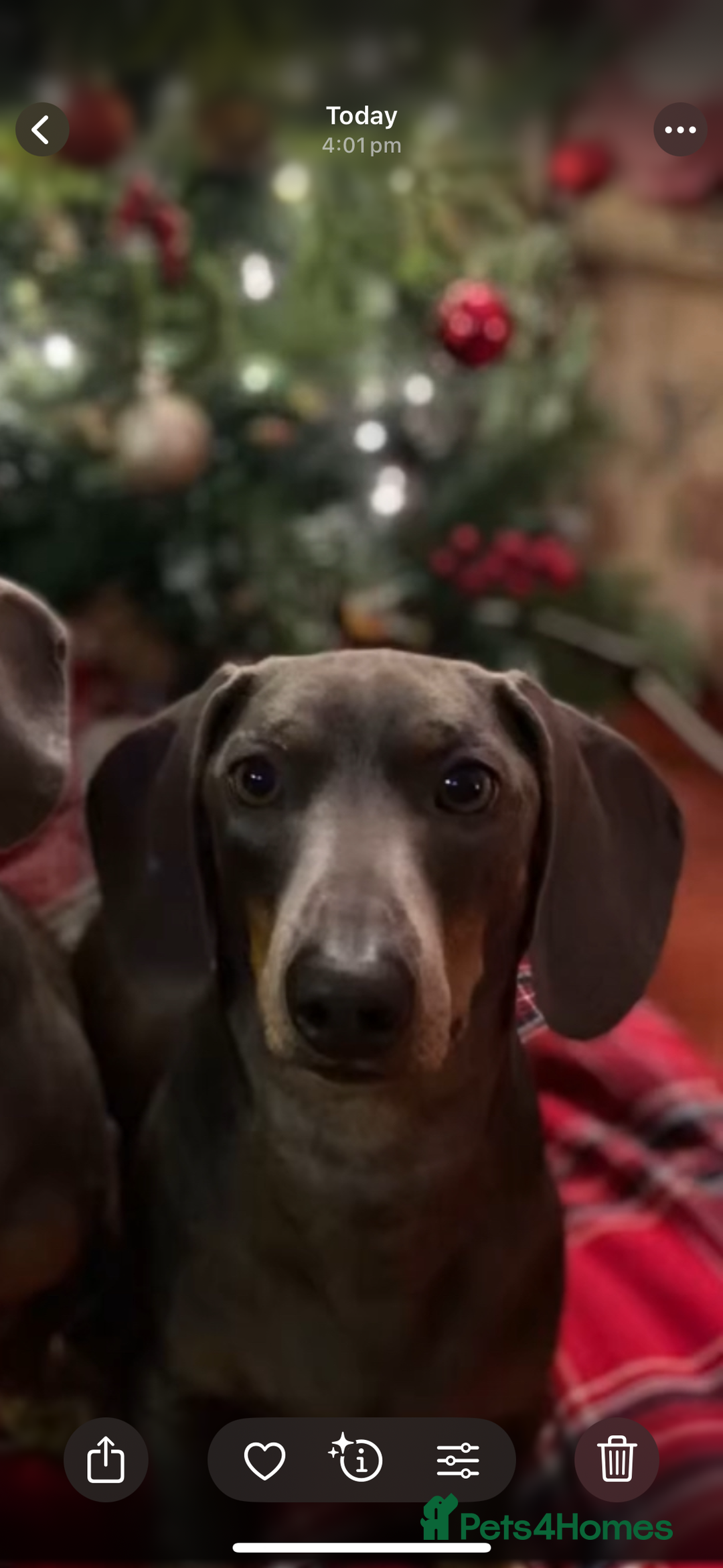 Dachshund dogs for sale: Sonic and Knuckles  - Image 4