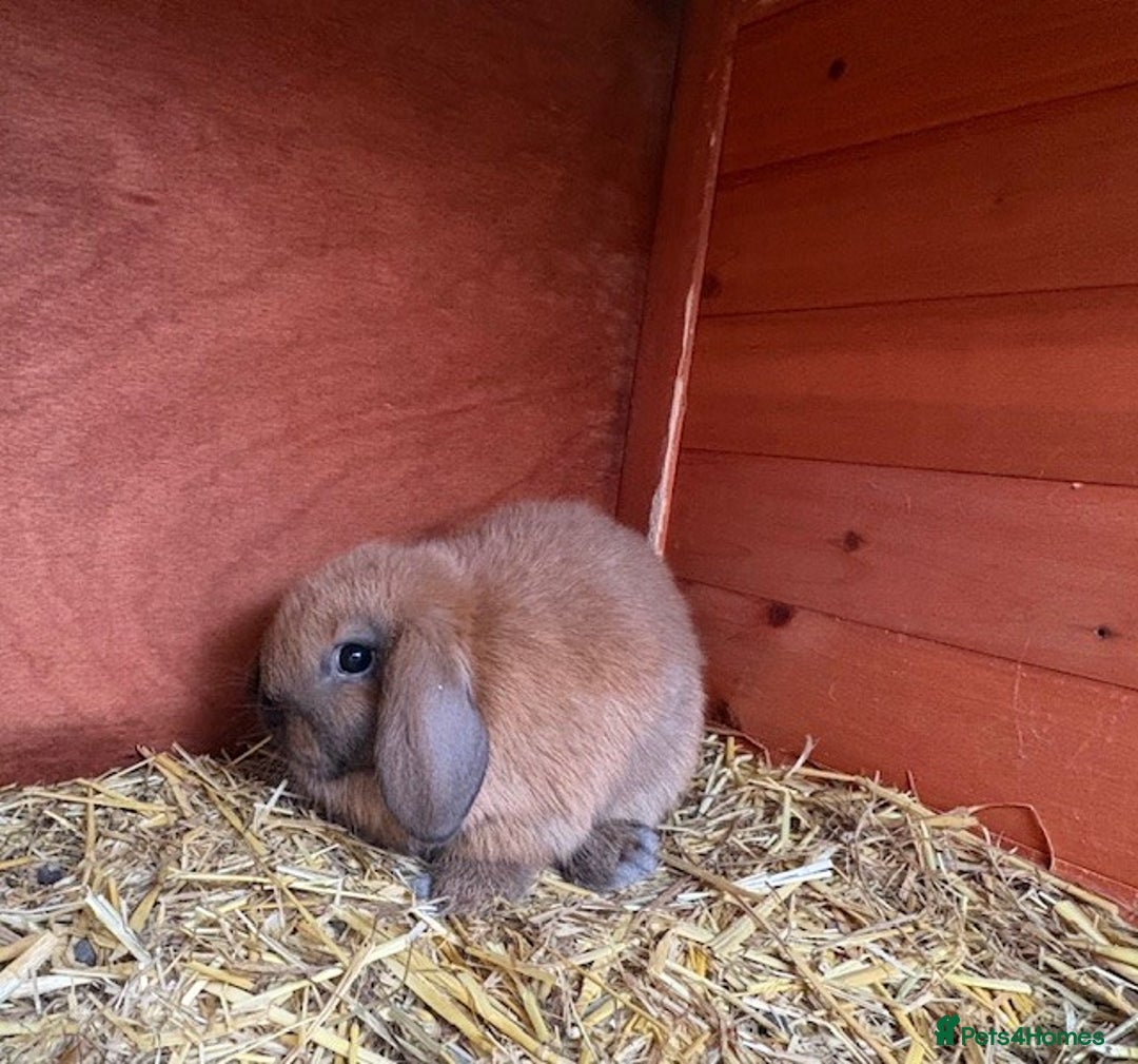 Mixed Breed rabbits for sale: Mini Lop X Netherland Dwarf - Advert 2