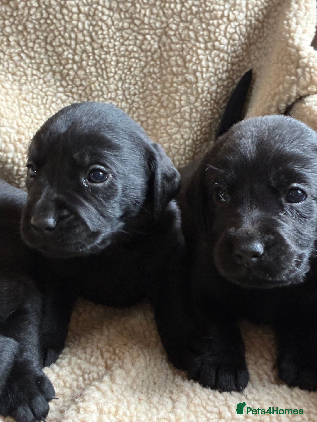 Labrador Retriever dogs for sale: Kc reg black labrador puppies - Advert 4