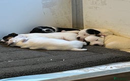 Jack Russell dogs for sale: 3 Lovely jack Russel girls - Image 4