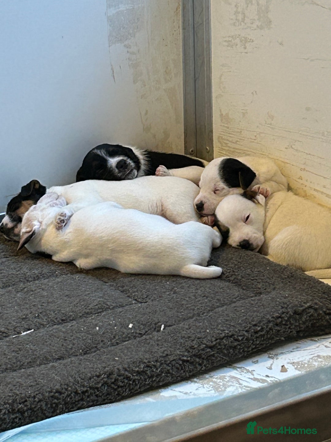 Jack Russell dogs for sale: 3 Lovely jack Russel girls - Image 4