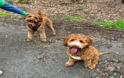 Australian Labradoodle dogs for stud: Australian Labradoodle Stud – Excellent Bloodlines - Image 12
