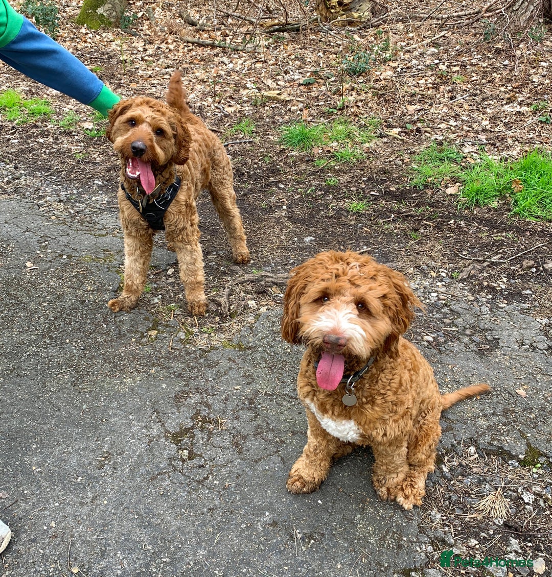 Australian Labradoodle dogs for stud: Australian Labradoodle Stud – Excellent Bloodlines - Image 12