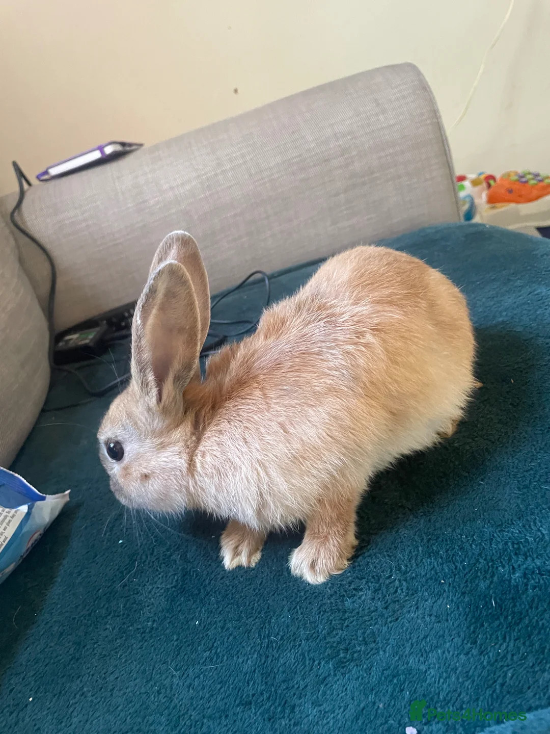 English rabbits for sale: Three 12 week old bunny’s need a good home - Advert 2