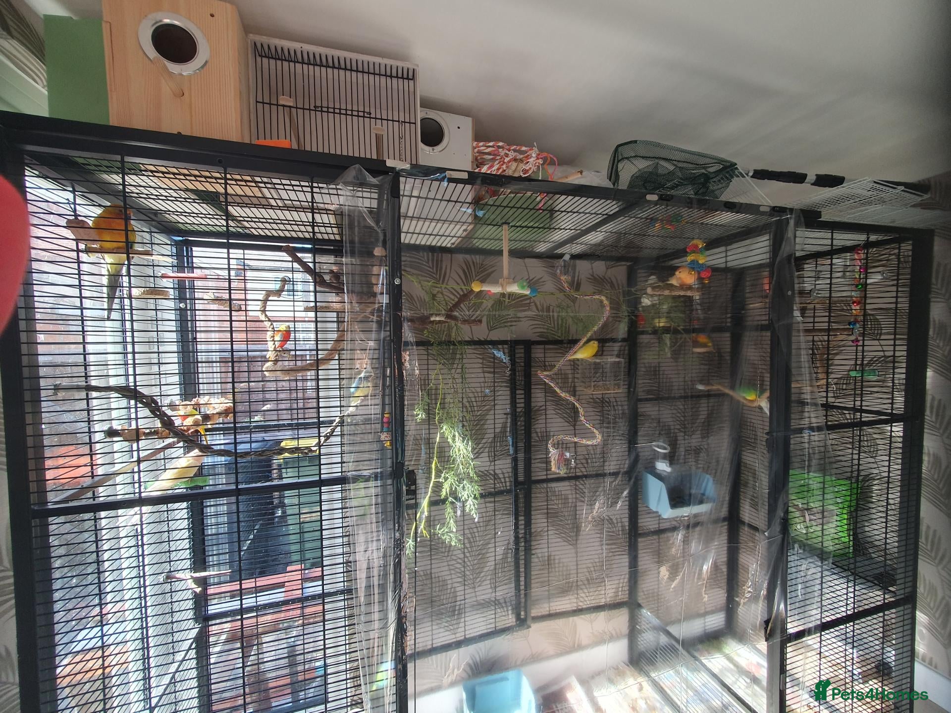 Parakeets birds Mixed indoor aviary closing - Advert 1