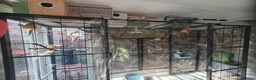 Parakeets birds for sale: Mixed indoor aviary closing in Preston - Advert 1