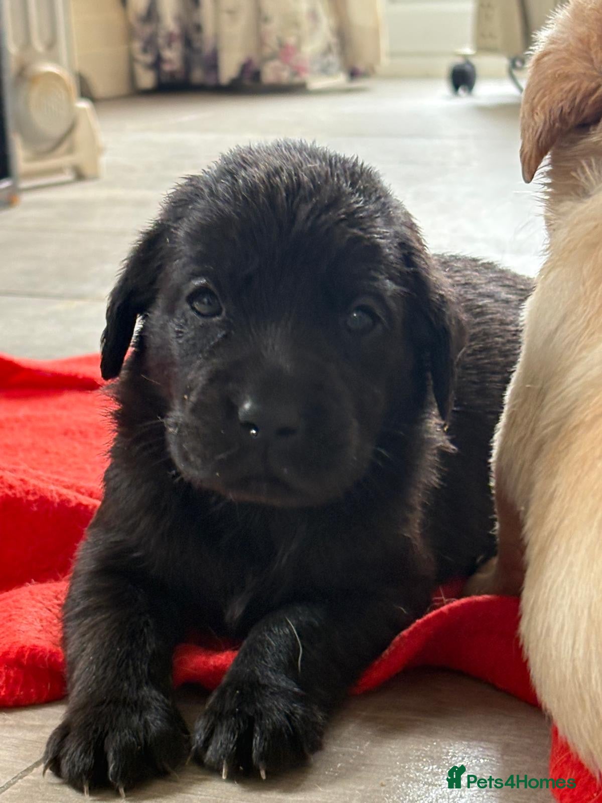 Labrador Retriever dogs 🖤LAST Black & Yellow GIRL💛ready to leave 25/4 - Advert 7