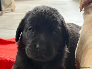 Labrador Retriever dogs 🖤LAST Black & Yellow GIRL💛ready to leave 25/4 - Advert 7