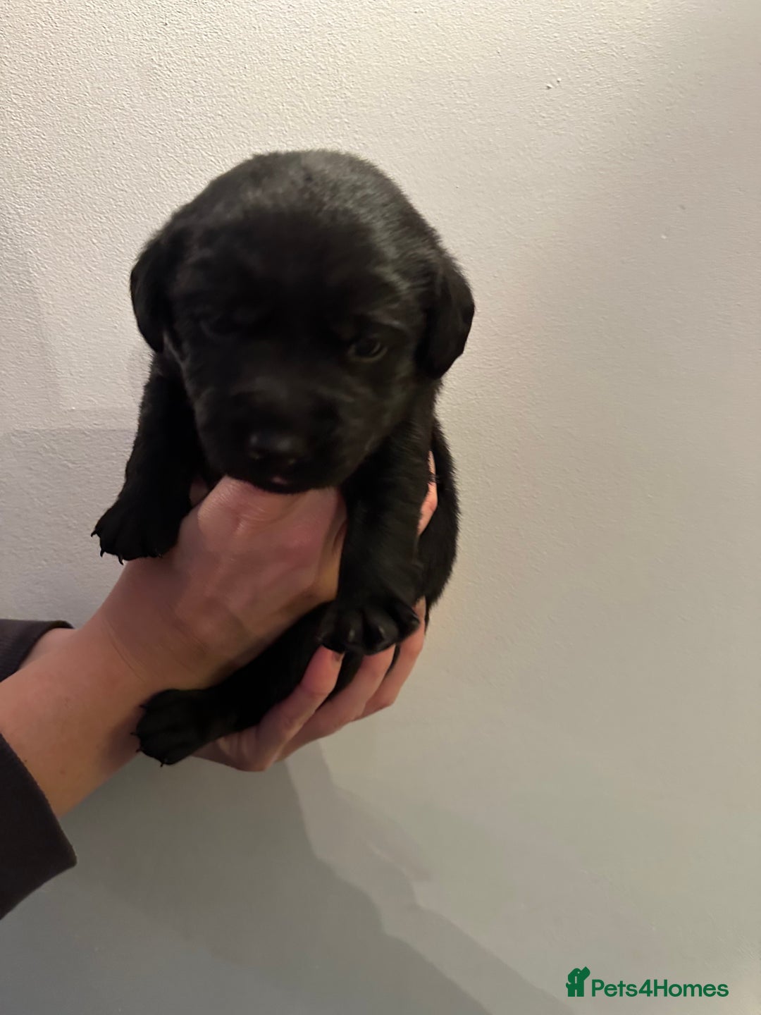 Labrador Retriever dogs for sale: Beautiful kc reg black labradors - Advert 13